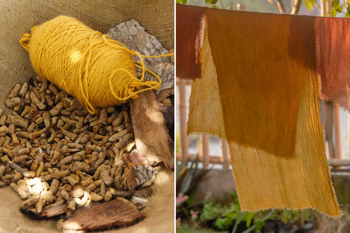 Turmeric’s Many Uses Cooking, Colouring, and Natural Dyeing The Seed